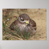 Burhinus oedicnemus poster (Voorkant)