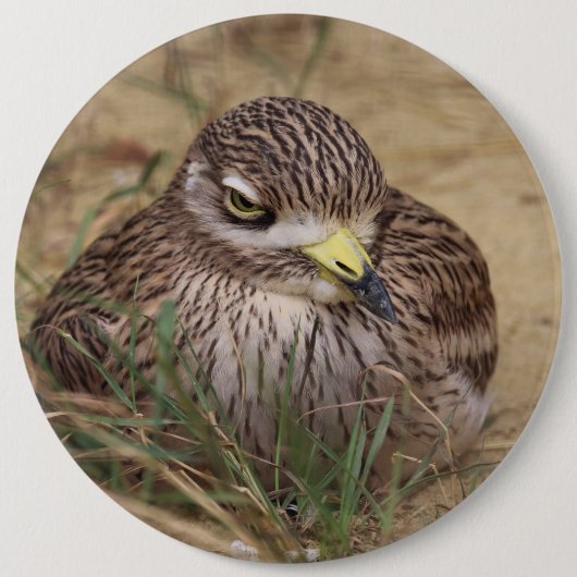 Burhinus oedicnemus ronde button 6,0 cm (Voorkant)