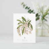 Burlingtonia venusta briefkaart (Staand voorkant)