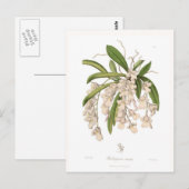Burlingtonia venusta briefkaart (Voorkant / Achterkant)