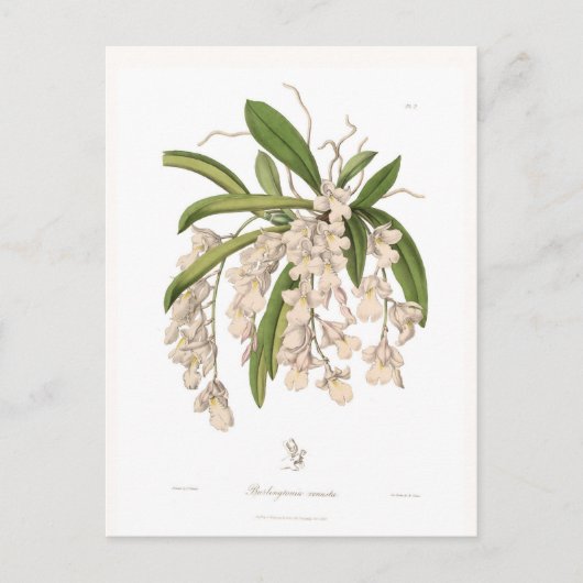 Burlingtonia venusta briefkaart (Voorkant)