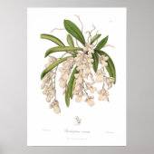 Burlingtonia venusta poster (Voorkant)