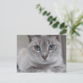 BURMILLA CAT-BRIEFKAART BRIEFKAART (Staand voorkant)