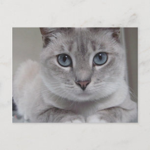 BURMILLA CAT-BRIEFKAART BRIEFKAART