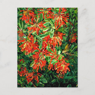 Burning Struik en Emu Wren of Chili, prima art, Briefkaart