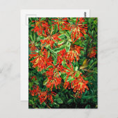 Burning Struik en Emu Wren of Chili, prima art, Briefkaart (Voorkant / Achterkant)