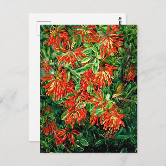 Burning Struik en Emu Wren of Chili, prima art, Briefkaart (Voorkant / Achterkant)