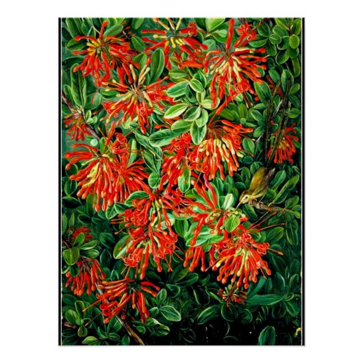 Burning Struik en Emu Wren of Chili, prima art, Perfect Poster (Voorkant)