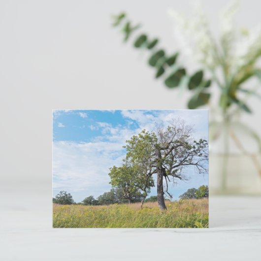 Burr Oak Trees en Prairie Briefkaart (Staand voorkant)
