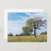 Burr Oak Trees en Prairie Briefkaart (Voorkant / Achterkant)