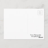 Burr Oak Trees en Prairie Briefkaart (Achterkant)