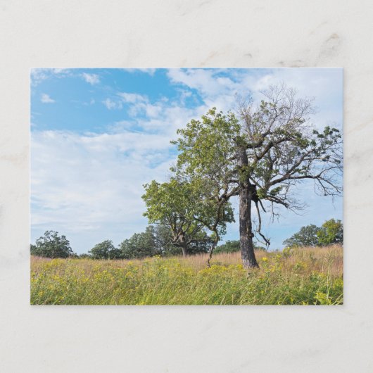 Burr Oak Trees en Prairie Briefkaart (Voorkant)