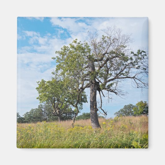 Burr Oak Trees en Prairie Magneet (Voorkant)