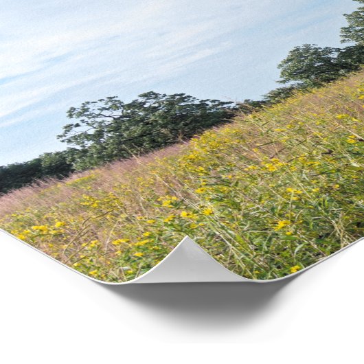 Burr Oak Trees en Prairie Poster (Hoek)