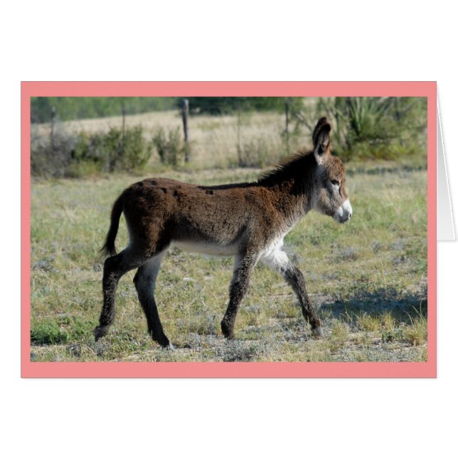 "Burrito" (Voorkant Horizontaal)