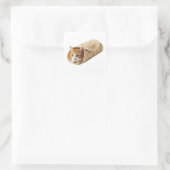 Burrito Kat Grappig Ingepakte Kat Meme Design Vierkante Sticker (Tas)