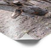 Burro en Baby Foto Afdruk (Hoek)