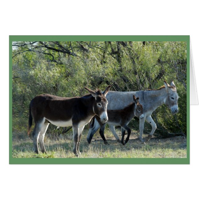 "Burro Family" (Voorkant Horizontaal)