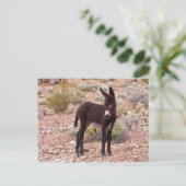 Burro Foal Briefkaart (Staand voorkant)