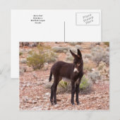 Burro Foal Briefkaart (Voorkant / Achterkant)
