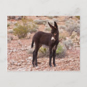 Burro Foal Briefkaart (Voorkant)