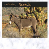Burro in Nevada Briefkaart
