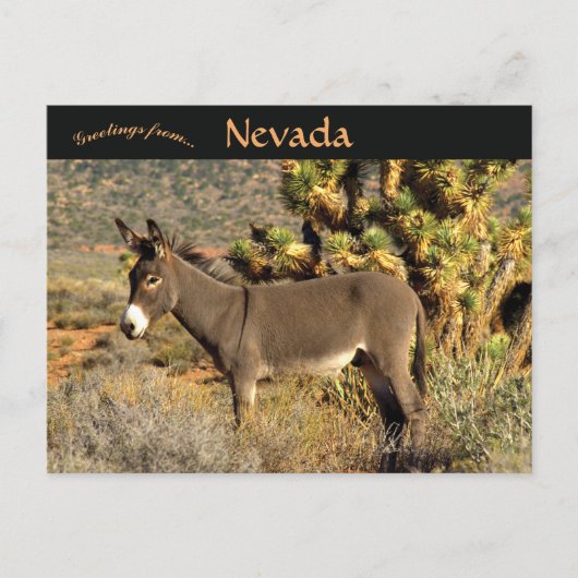 Burro in Nevada Briefkaart (Voorkant)