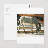 Burro in Town Briefkaart (Voorkant / Achterkant)