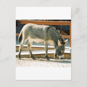 Burro in Town Briefkaart