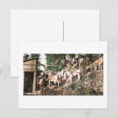 Burros at Silver Mine Colorado 1904 Briefkaart (Voorkant / Achterkant)
