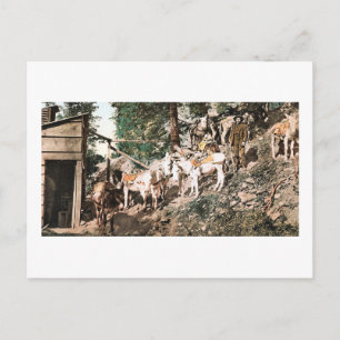 Burros at Silver Mine Colorado 1904 Briefkaart