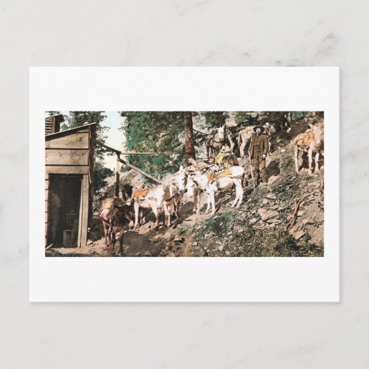 Burros at Silver Mine Colorado 1904 Briefkaart (Voorkant)