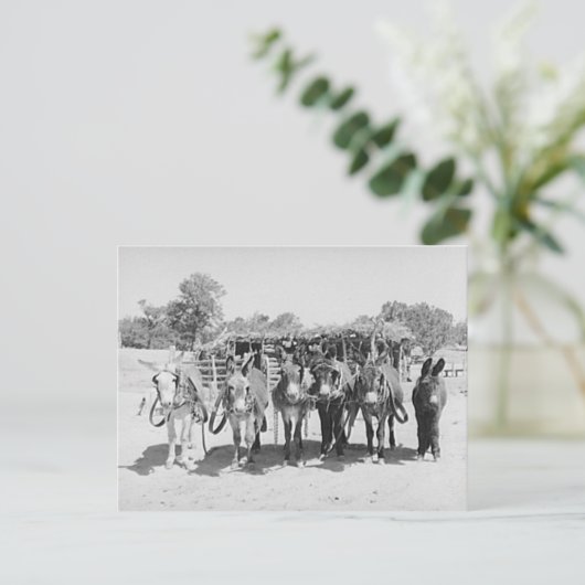 Burros Briefkaart (Staand voorkant)