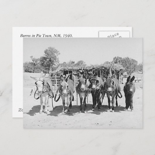 Burros Briefkaart (Voorkant / Achterkant)