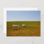 Burros, Custer State Park, South Dakota Briefkaart (Voorkant / Achterkant)
