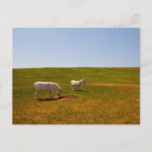 Burros, Custer State Park, South Dakota Briefkaart (Voorkant)