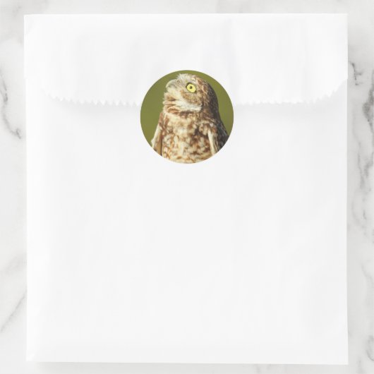 Burrowing Owl Sticker (Tas)