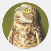Burrowing Owl Sticker (Voorkant)