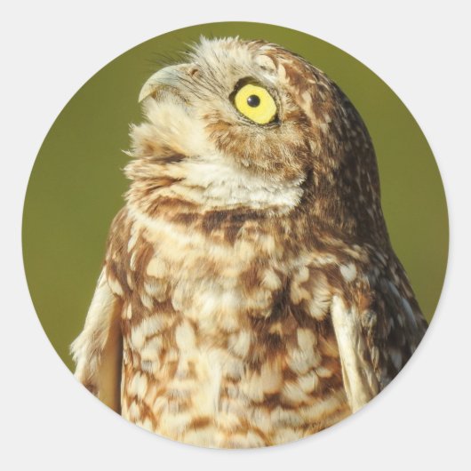Burrowing Owl Sticker (Voorkant)