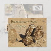 Burrowing owls, Arizona Briefkaart (Voorkant / Achterkant)