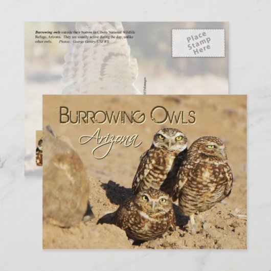 Burrowing owls, Arizona Briefkaart (Voorkant / Achterkant)