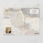 Burrowing owls, Arizona Briefkaart (Achterkant)