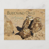 Burrowing owls, Arizona Briefkaart (Voorkant)