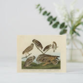 Burrowing Owls - van Audubon's Birds of America Briefkaart (Staand voorkant)