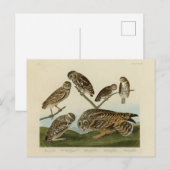 Burrowing Owls - van Audubon's Birds of America Briefkaart (Voorkant / Achterkant)