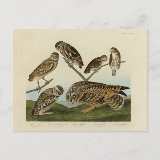 Burrowing Owls - van Audubon's Birds of America Briefkaart (Voorkant)