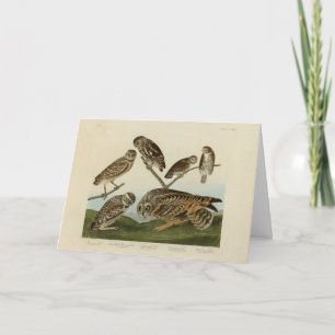 Burrowing Owls - van Audubon's Birds of America Kaart