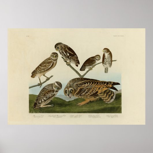 Burrowing Owls - van Audubon's Birds of America Poster (Voorkant)