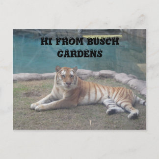 Busch Gardens Briefkaart