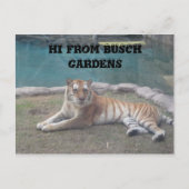 Busch Gardens Briefkaart (Voorkant)
